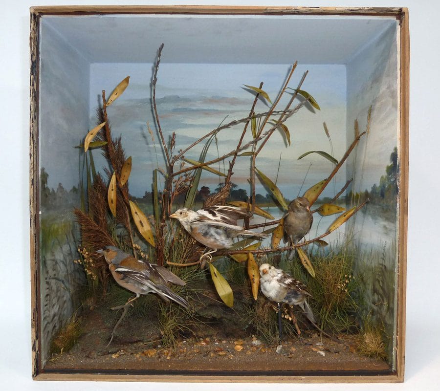 A taxidermy diorama of birds