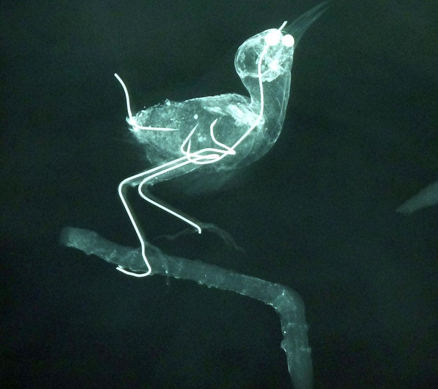 x ray of a wren