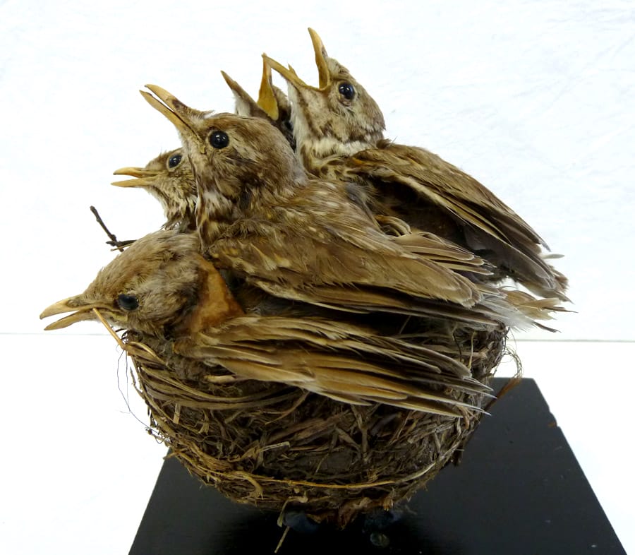 Taxidermy bird after treatment