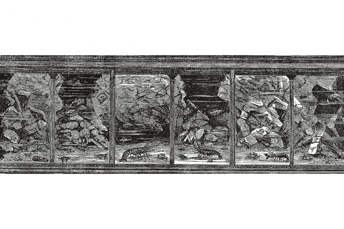 A black and white drawing of an aquarium tank