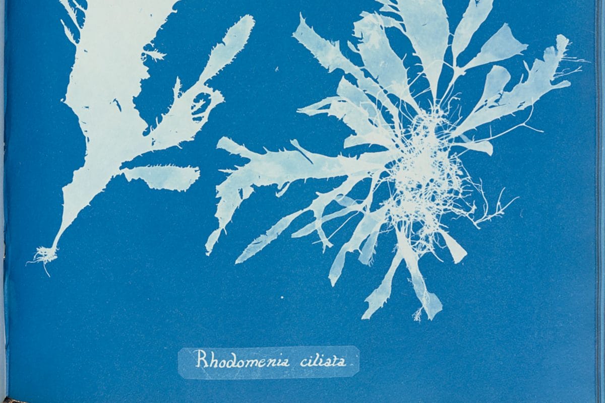 A close up of a page from a book, the page is blue with a relief white image of algae on it. It is a cyanotype, an early form of photography.