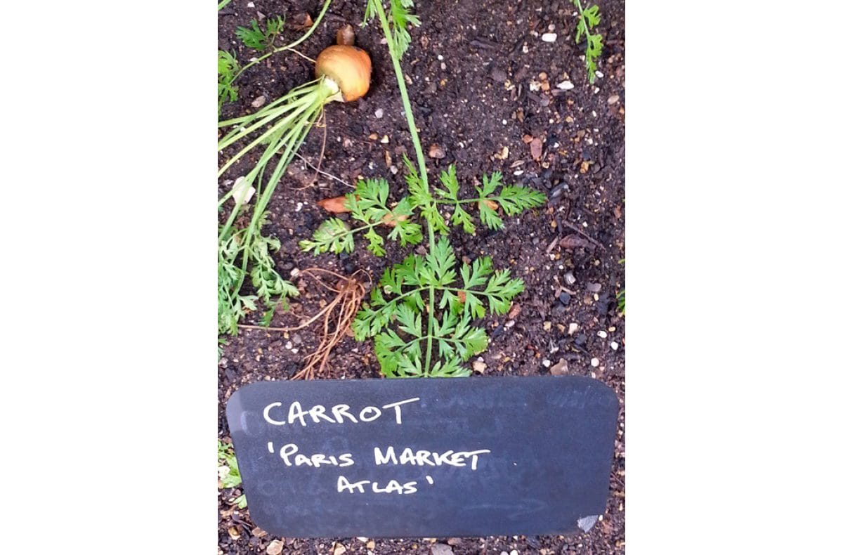 Heads of carrots, orange vegtable can be seen poking out the ground.