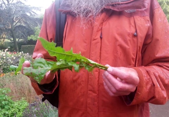 Man holding two green leaves. Field of flowers can be seen in the background