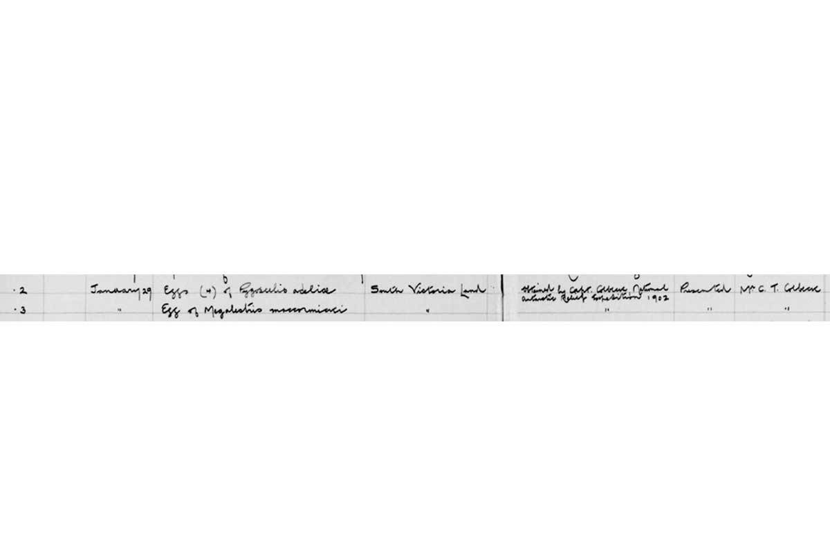 The Natural History accession register page showing Mr Colbeck's gift of bird eggs to the Horniman