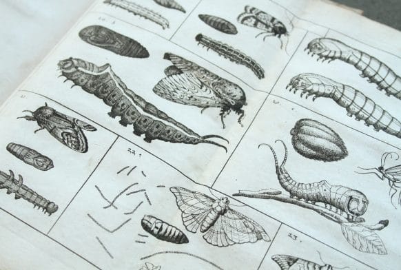 Early Entomology