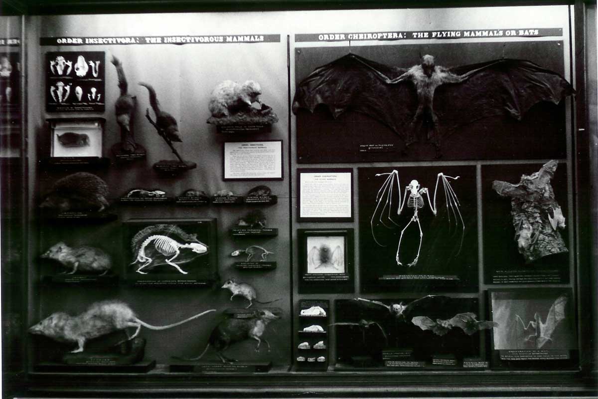 Photo of display case featuring bats