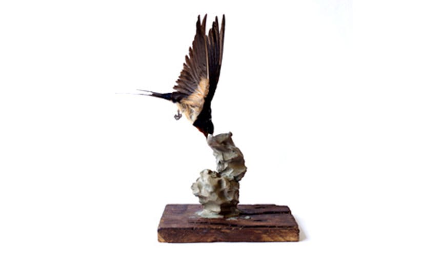 Taxidermy bird on mount