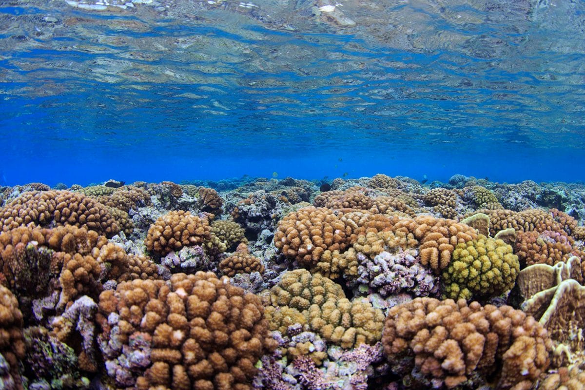 Coral reef in ocean.