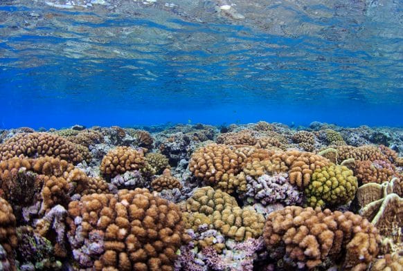 Saving Coral Reefs