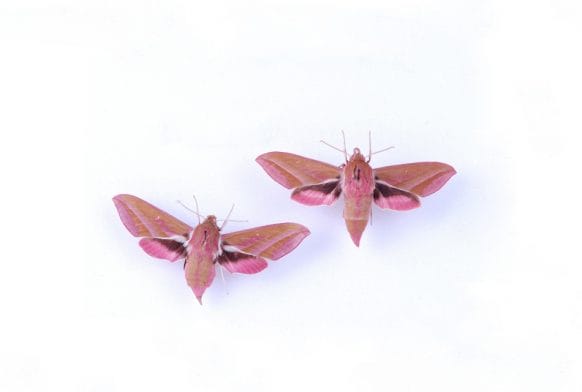 Up close and personal with Hawkmoths