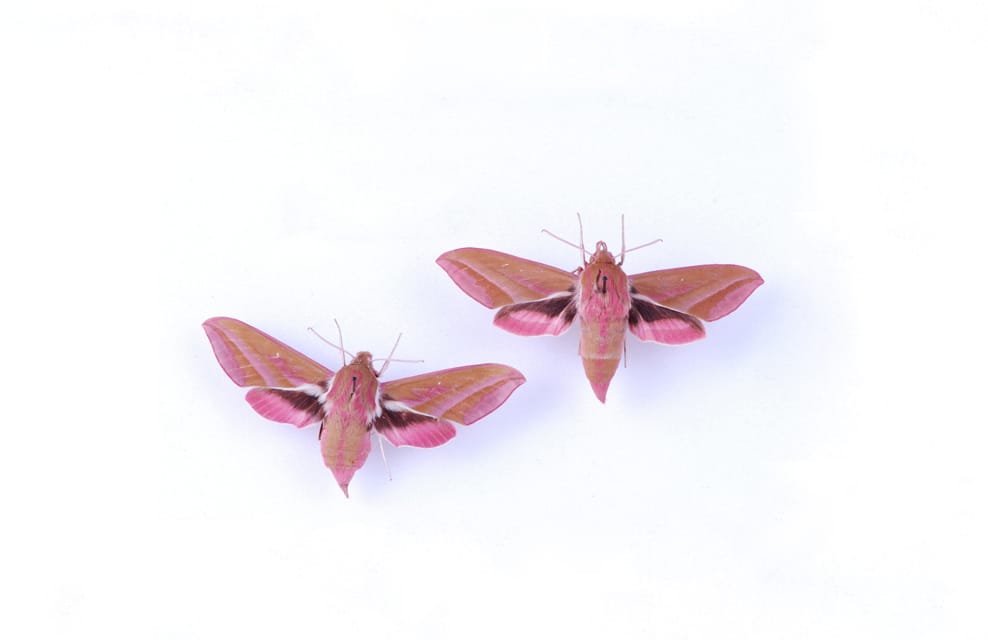 Two bright pink insects with wings, moths on a white background