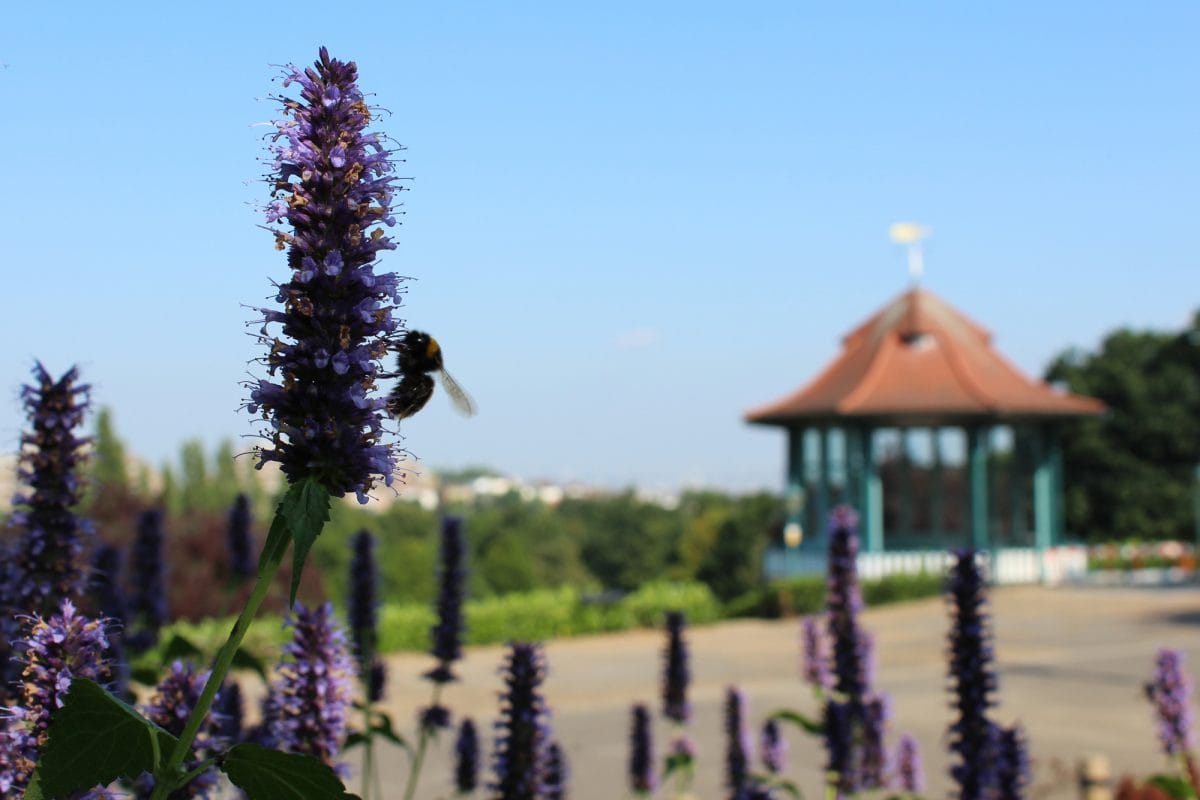 Bee on flower near the Bandstand