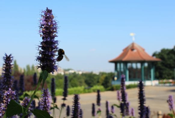 Planting for pollinators: help save the bees and butterflies