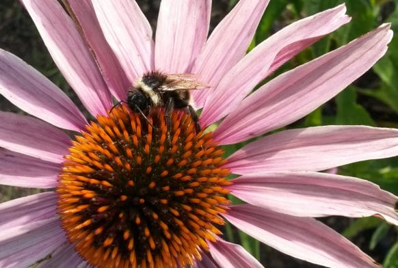 How to help out a bee in need