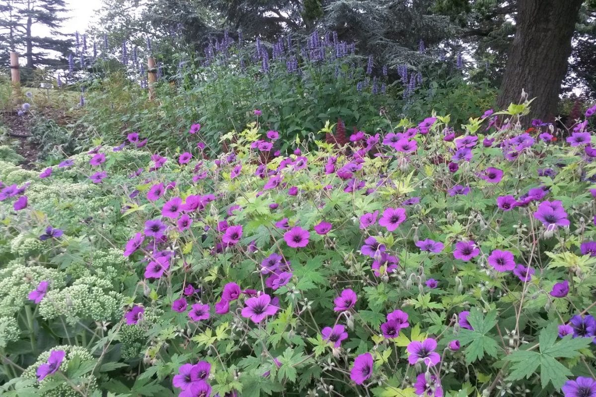 Clusters of pink and purple flowers