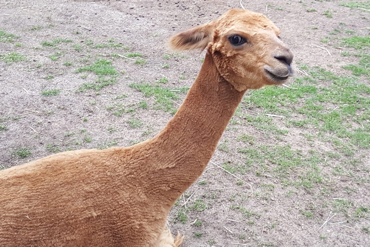 Brown alpaca