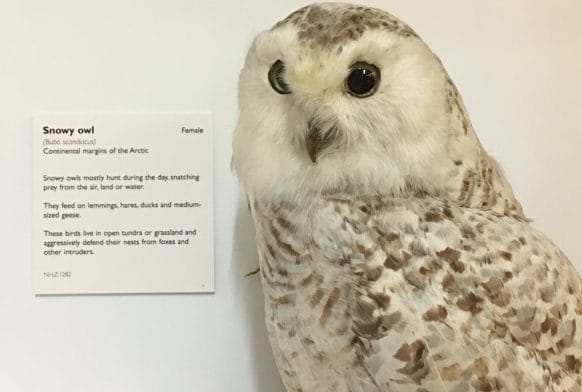 Birds: Myth, Lore and Legend