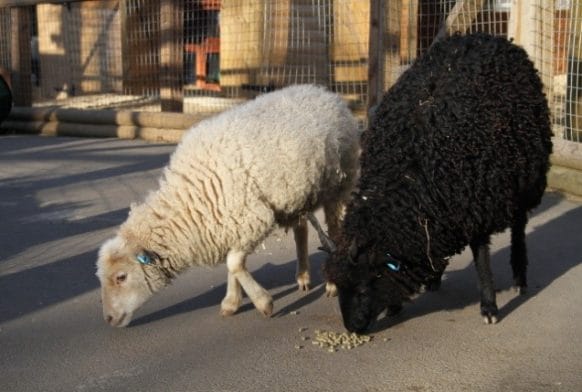 Animal in Focus: Daisy the sheep
