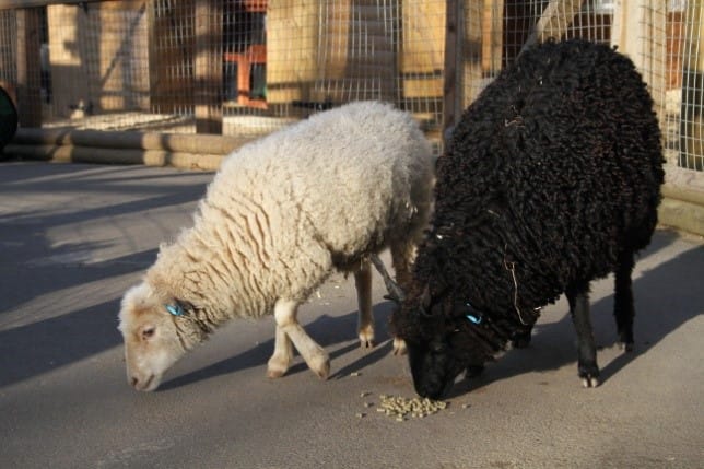 A white sheep and a black sheep stood next to each other