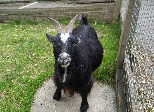 Animal in Focus: Flymo and Gizmo