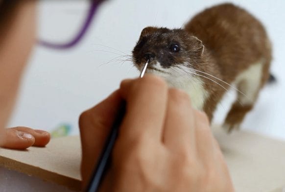 Life after death: about ethical taxidermy