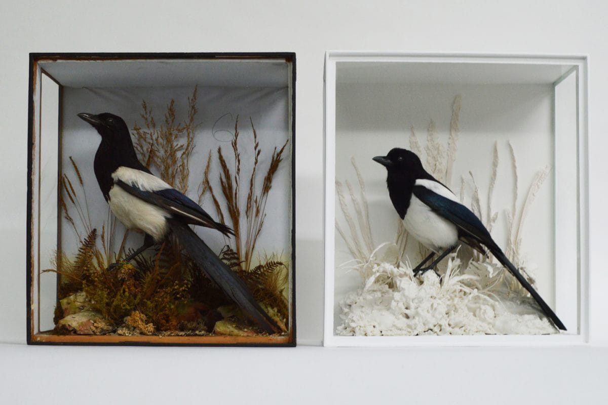 Two taxidermy magpies