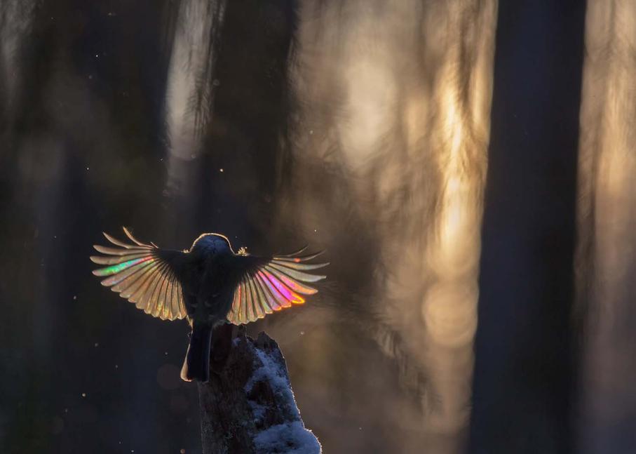 picture of back of blue tit bird open winged