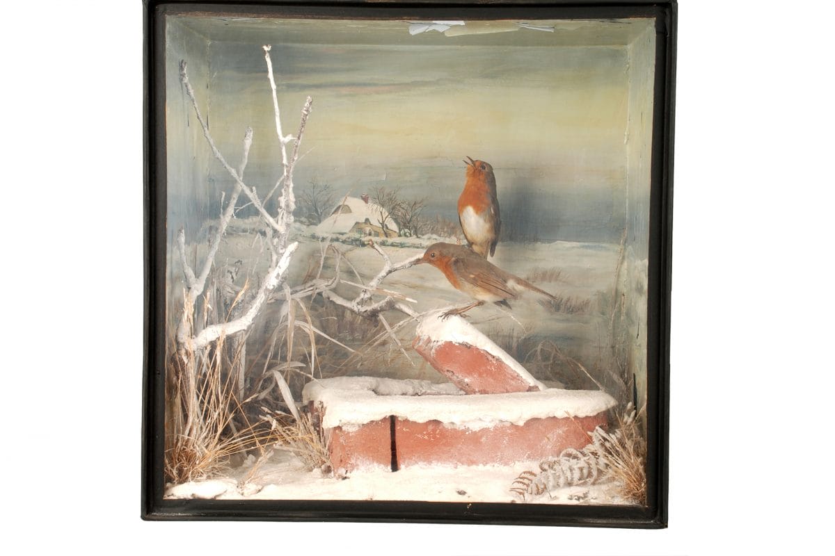 Two taxidermy birds in Christmas scene
