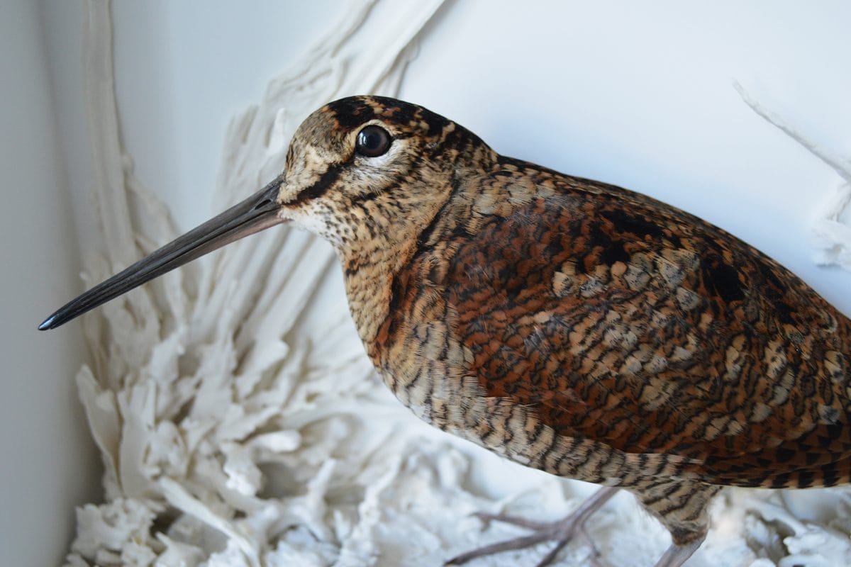 Woodcock bird in white box