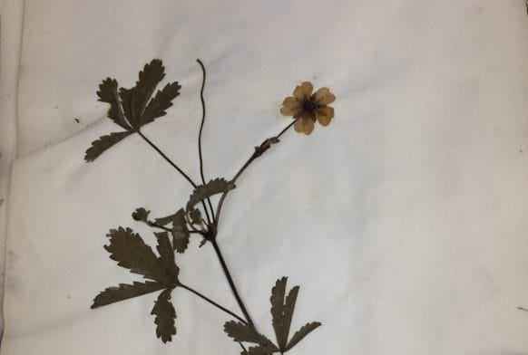 How a hundred and fifty-year-old botany collection can help modern science