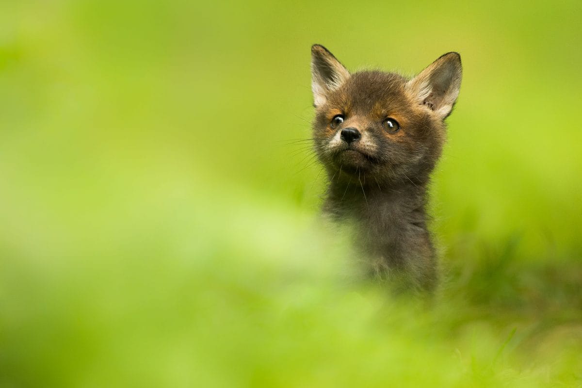 Fox cub in the grass