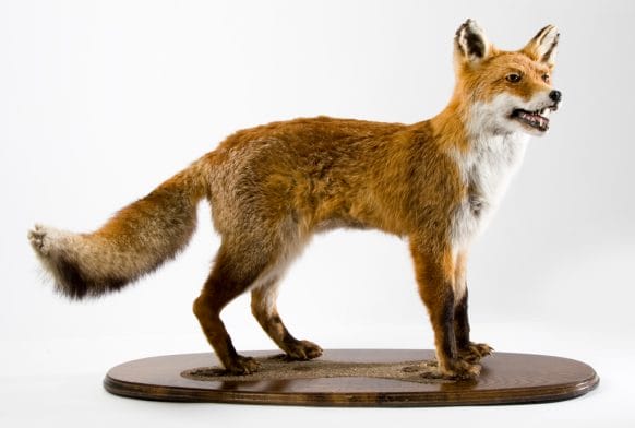 Specimen of the Month: the Red Fox