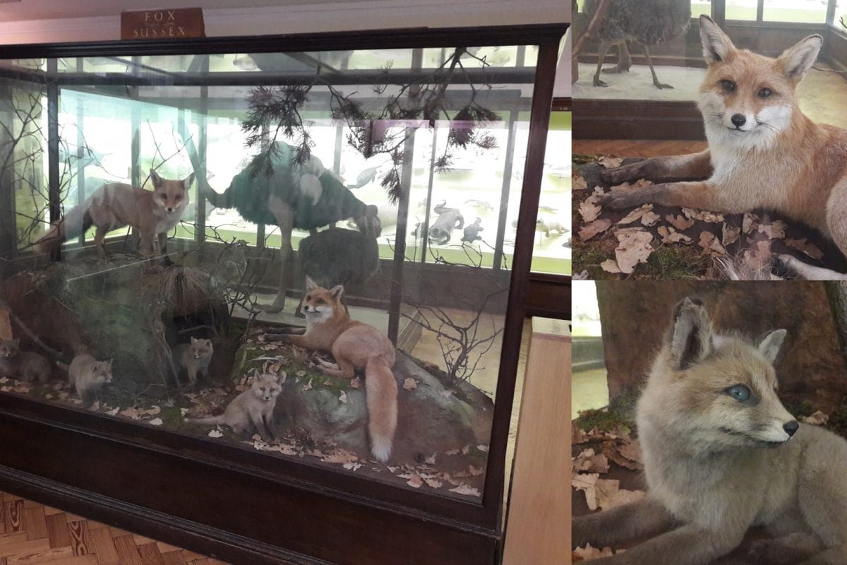 foxes in display case