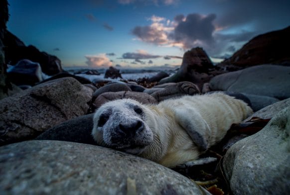 About the Art: Phillip Price