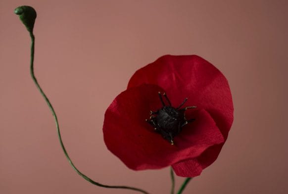 Hundreds of Paper Poppies pop up at the Horniman Museum and Gardens for Chelsea Fringe