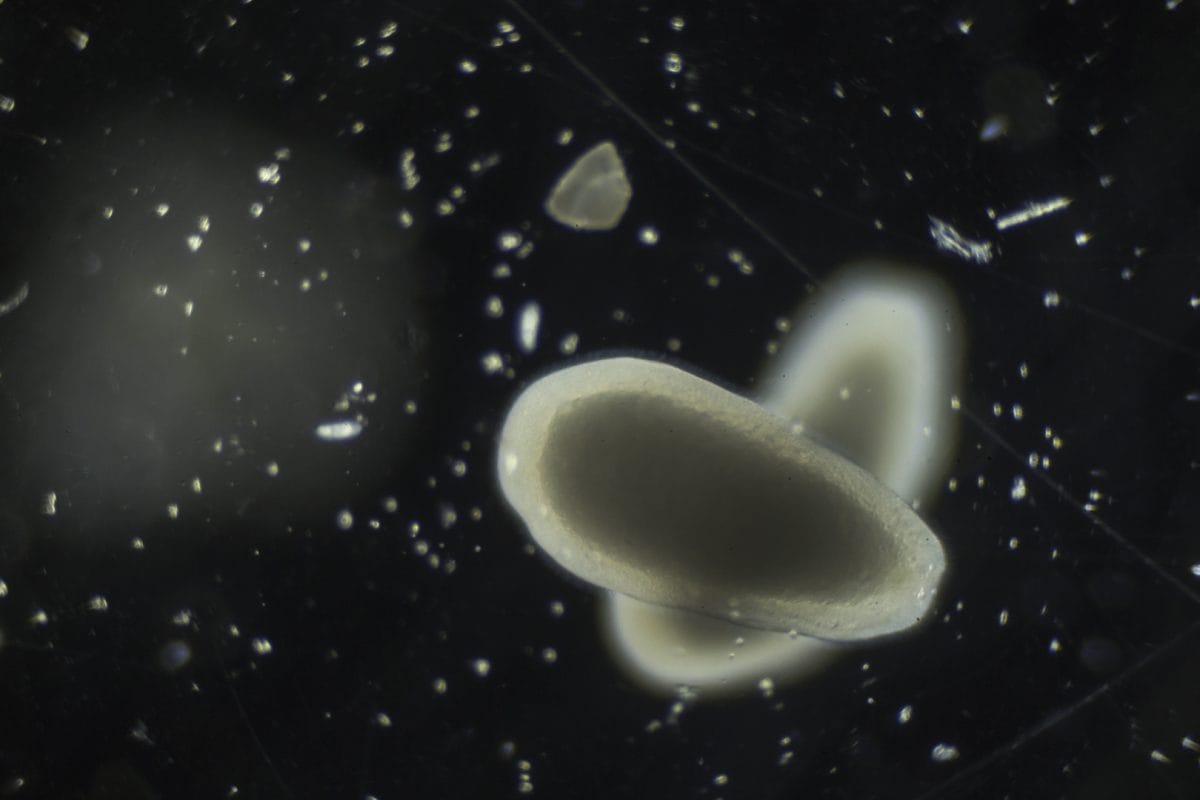 White larvae on black background