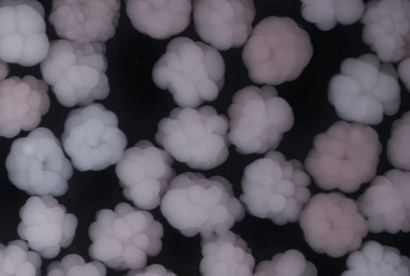 About the Art: Sonia Levy