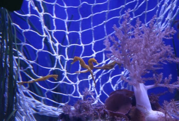 Beat Plastic Pollution display inspires young visitors