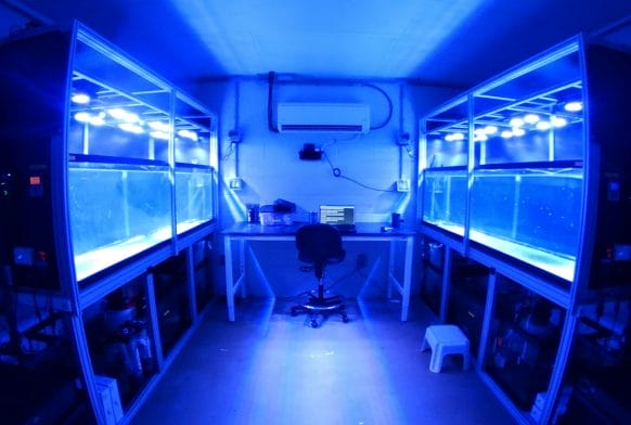 Project Coral world first gives new hope to save Florida’s reefs