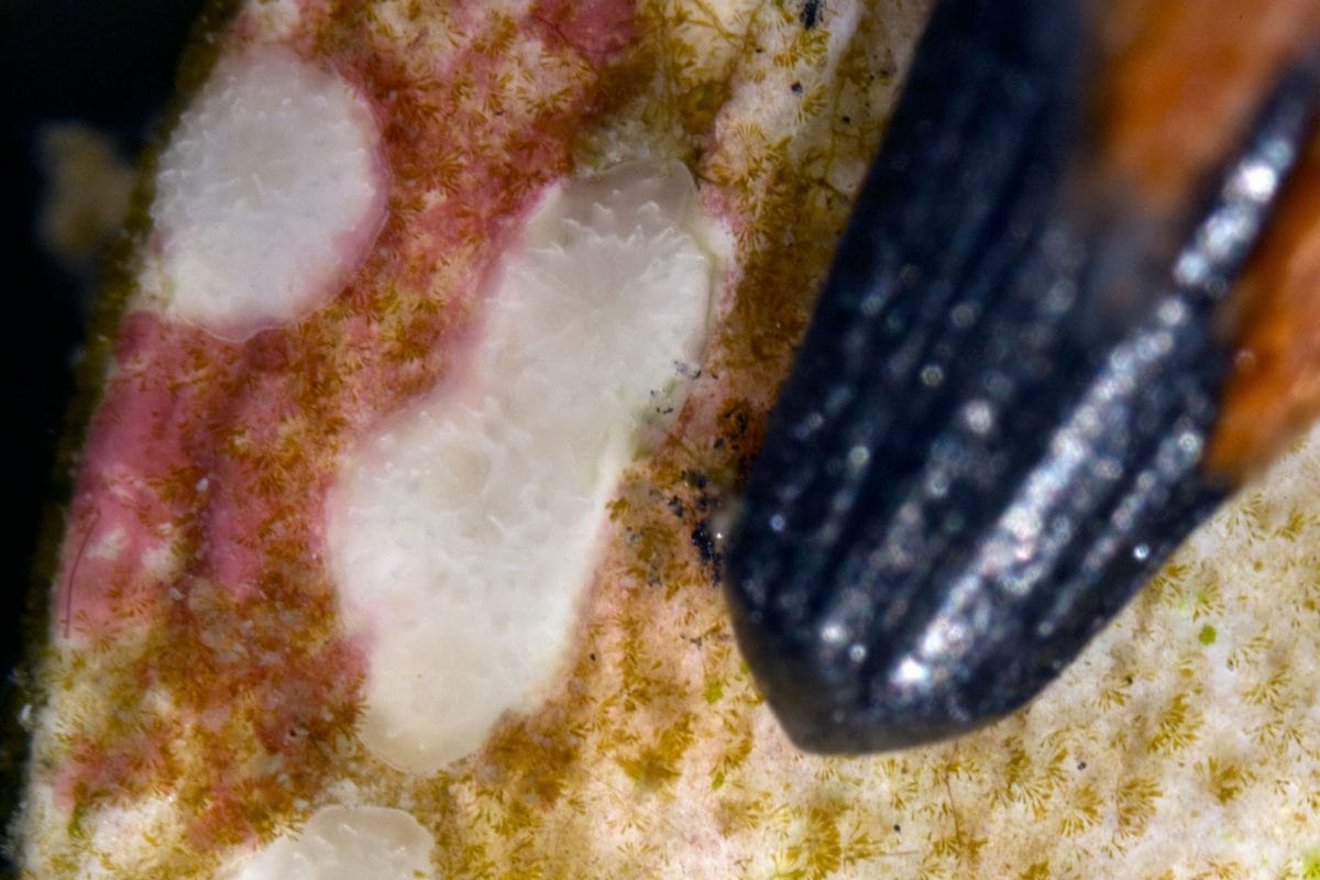 Coral with pencil tip for scale