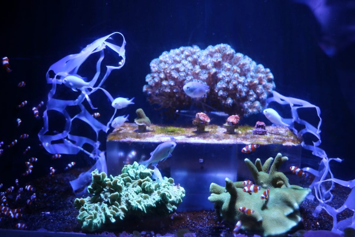 Clownfish swimming near plastic wrappers