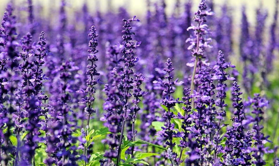 Sage flowers