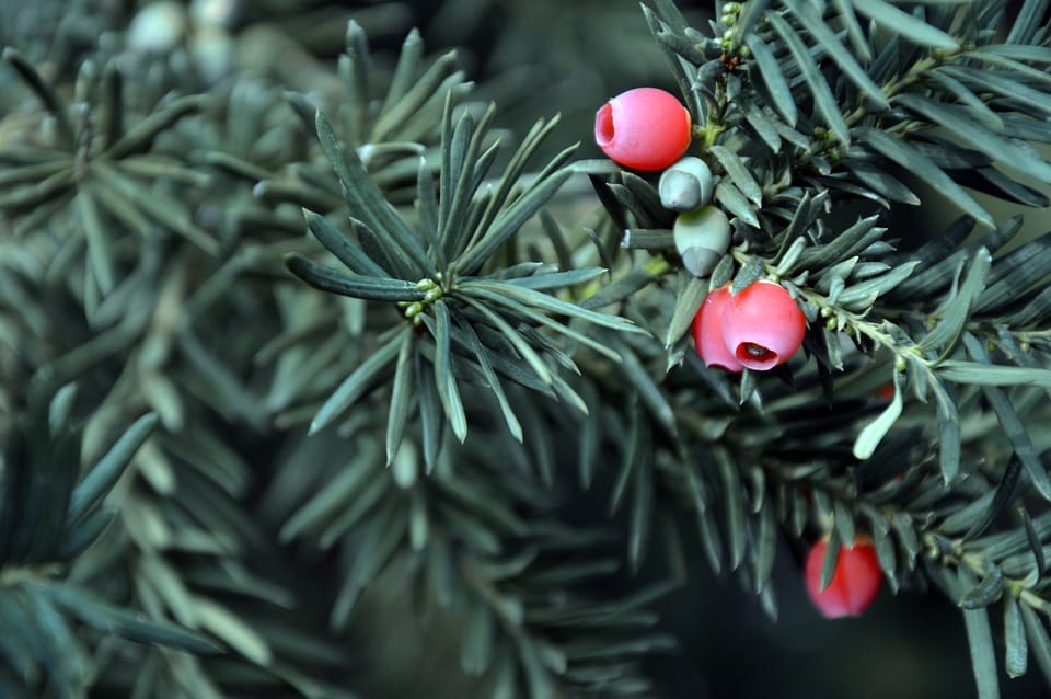 Yews tree with snot berries