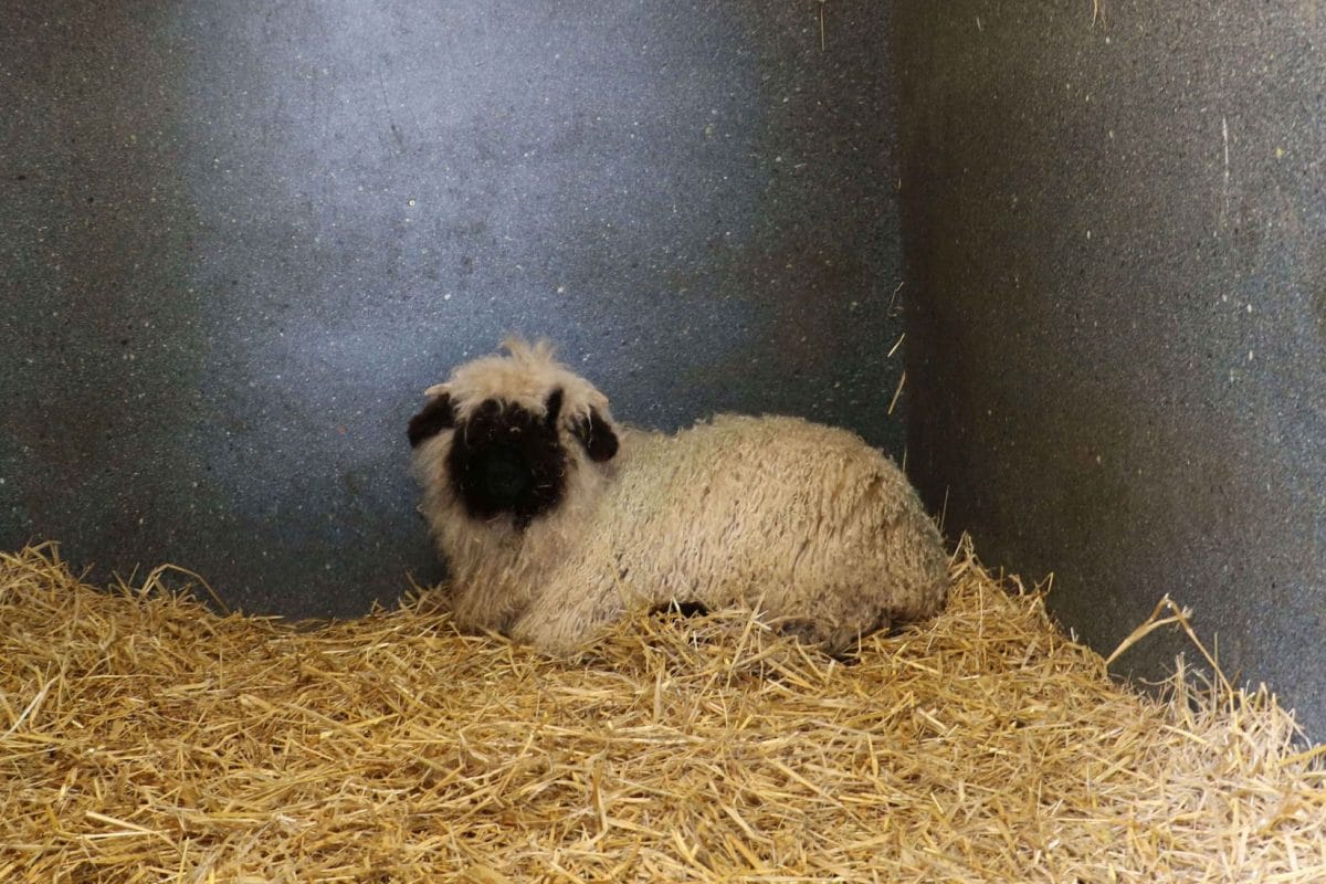 Womble the blackface sheep laid down amongst straw