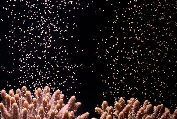 Project Coral