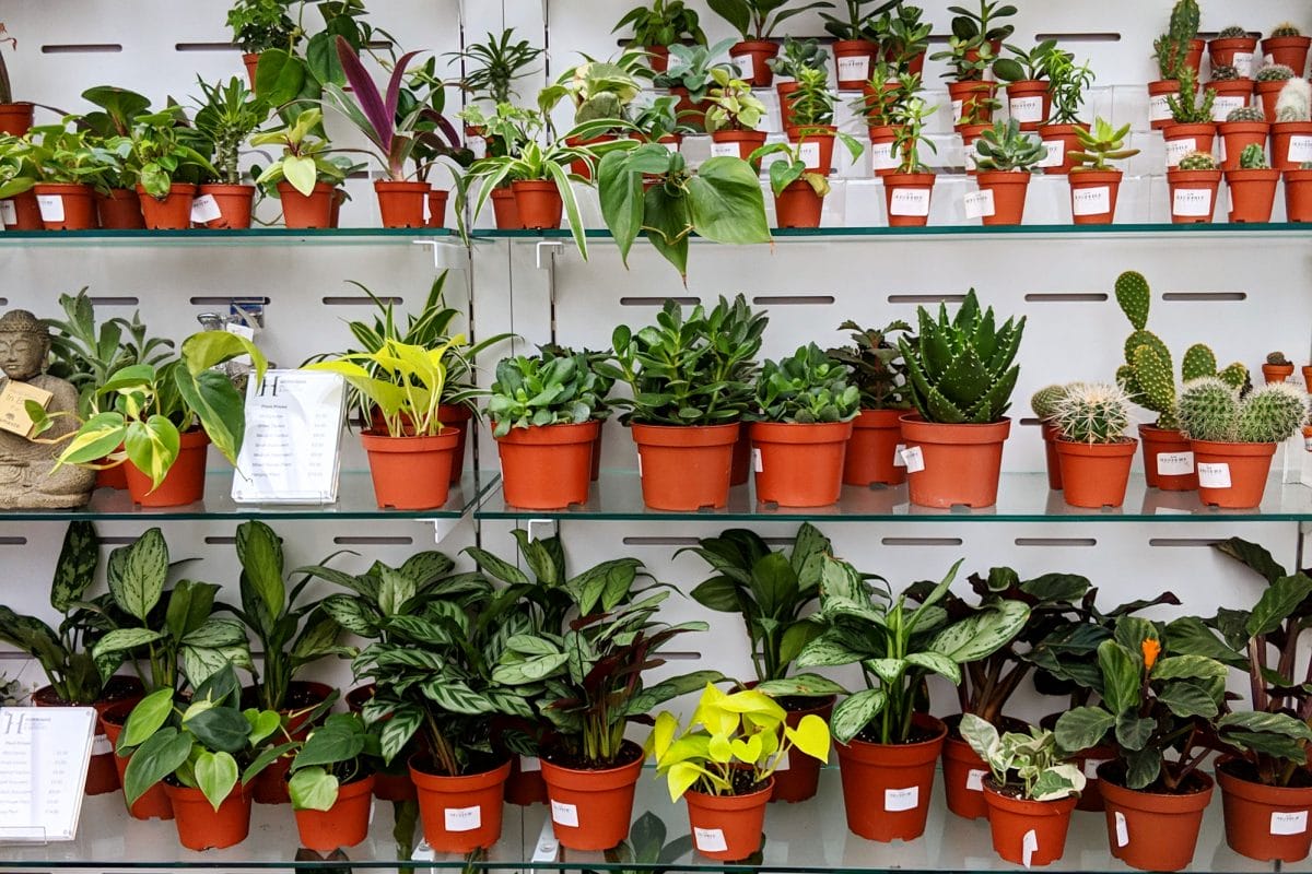 Plants in the Horniman shop