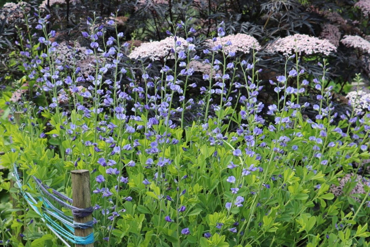 plants in the Dye Garden