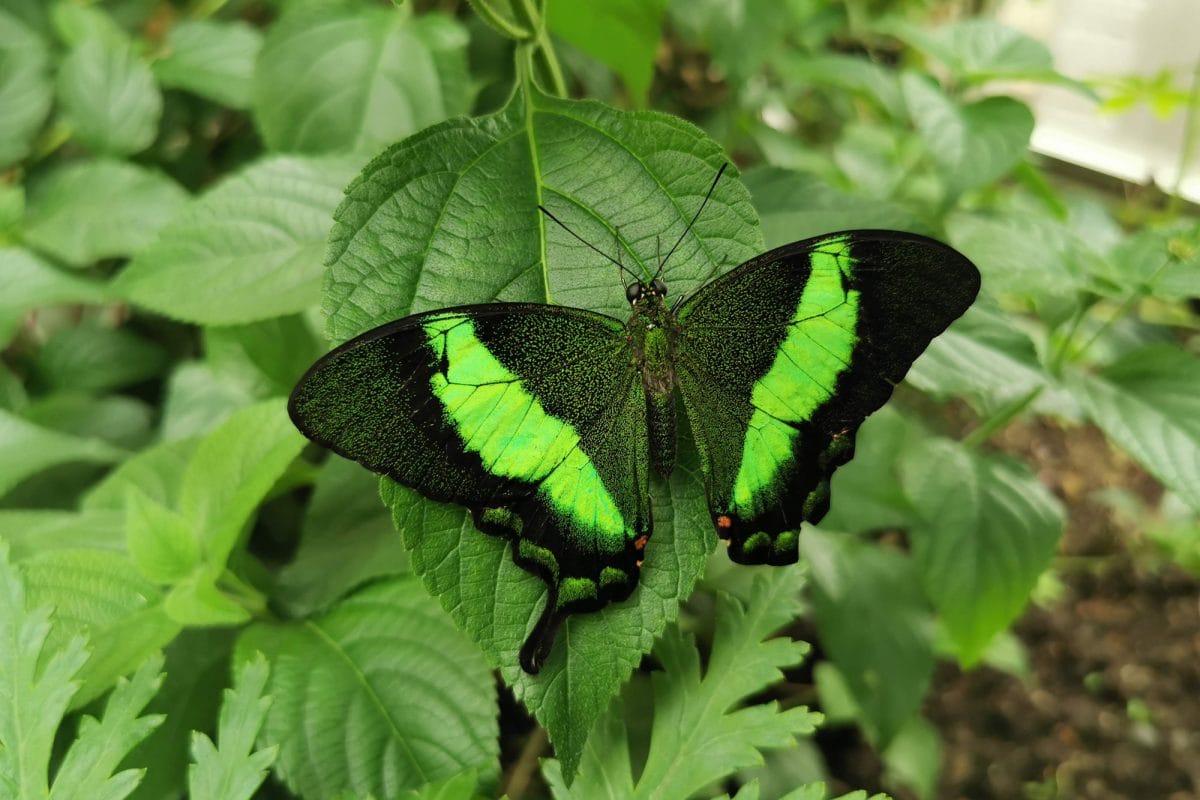 A black and vivid green butterfly