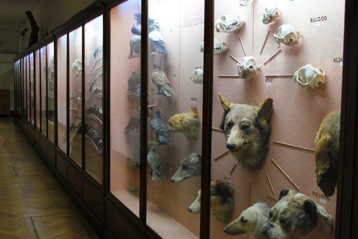 Display cases in the Natural History Gallery