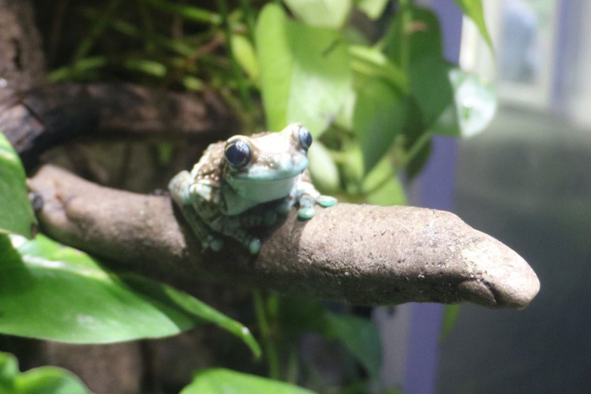 A pale green toad